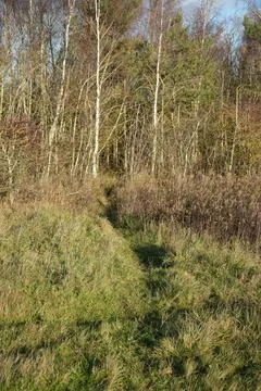 Winding Path Through Autumn Grass To Forest, Gedling Country Park, Nottingham, Stock Photos