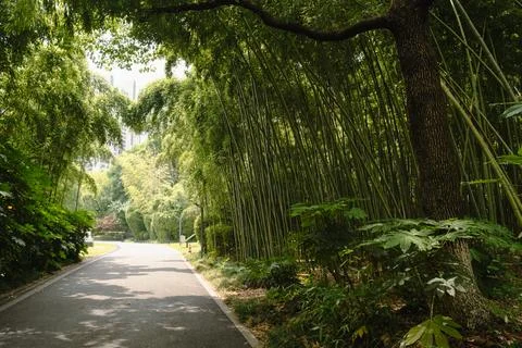 Winding path through bamboo grove in green urban park Stock Photos