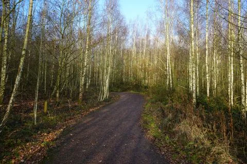 Winding Path Through Bare Birch Trees At Gedling Country Park, Nottingham, Stock Photos