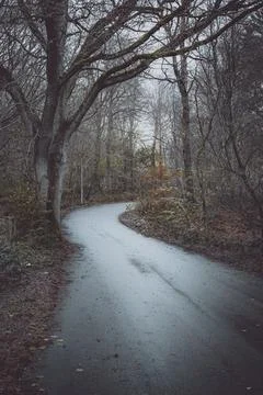 Winding Path Through a Bare Winter Forest Stock Photos