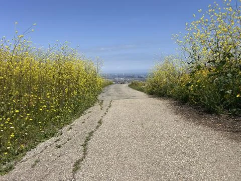 Winding Path Through Blooming Yellow Flowers Under a Clear Blue Sky Stock-Fotos