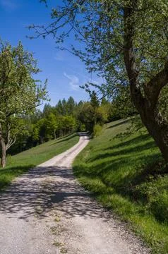 Winding Path Through Blossoming Trees Fotos Stock
