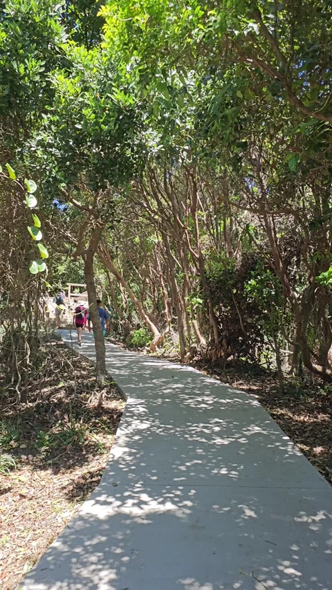 Winding Path through Coastal Forest, Byron Bay, Australia – Vertical 8K Stock-Footage 299022156