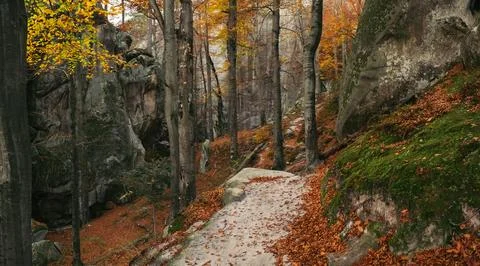 Winding path through deciduous autumn forest, covered fallen leaves Stock Photos
