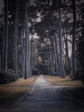 A winding path through the dense forest under the canopy of trees Foto stock