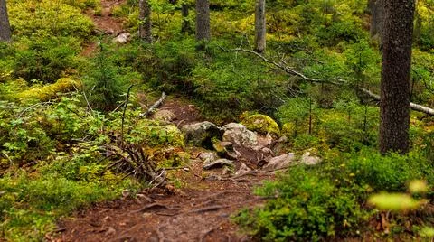 A winding path through dense forest, engulfed by trees and shrubs Stock Photos
