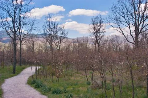 Winding path through El Paular forest leading to mountains Stock Photos