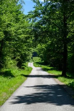 A winding path through forest. Photos