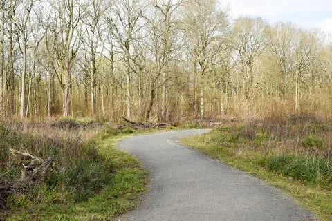 Winding path through a forest on a popular walking or hiking route Stock Photos