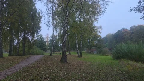 Winding Path Through Forest Trees Under Gloomy Overcast Sky Stock Footage 348089949
