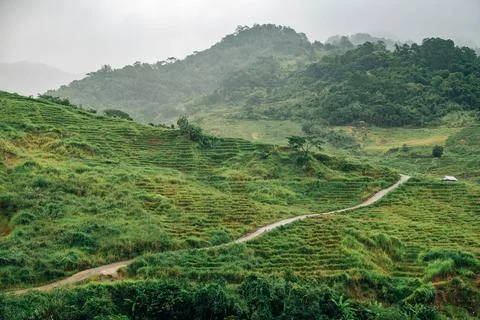Winding path through green terraced mountain fields Foto stock