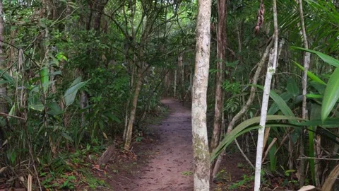 Winding Path Through Lush Colombian Jungle Stock-Footage 336521719
