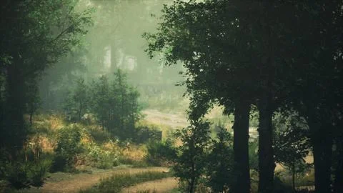 A winding path through a lush forest Photos