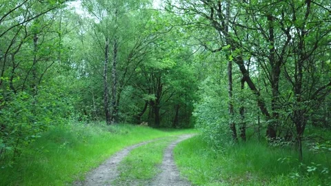 Winding path through lush green forest in spring Stock-Footage 293943920