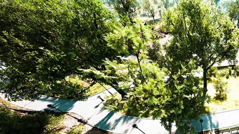 Winding path through lush trees in a park during bright daylight Stock Footage 343574809