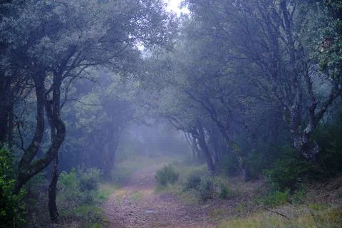 Winding path through misty oak forest creating a mysterious atmosphere Stock Photos