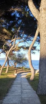 A winding path through pine trees to the azure sea at sunset Stock Photos