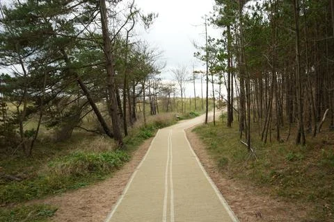 Winding Path Through Pine Trees And Dunes To Llanddwyn Beach, Anglesey, North Stock Photos