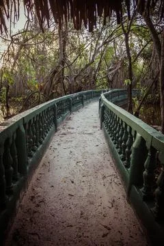 Winding path through a serene forest landscape Stock Photos