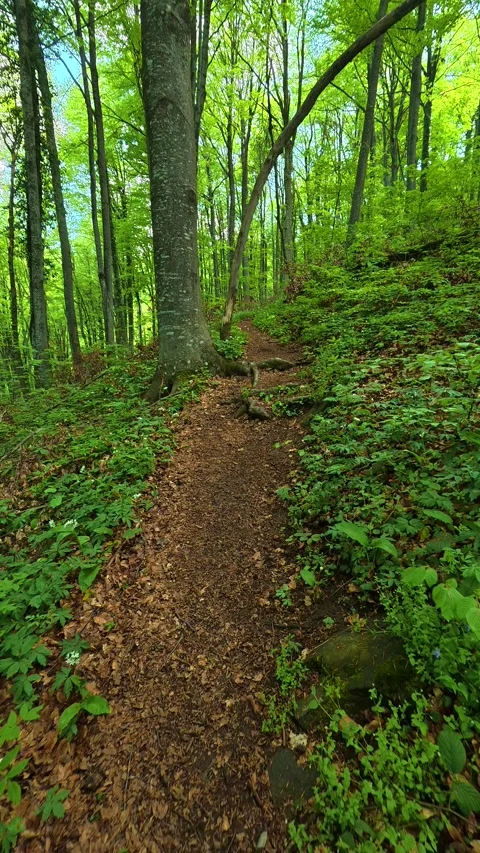Winding path through tall. Jastrebac Mountain, Serbia. Vertical Stock Footage 336109174