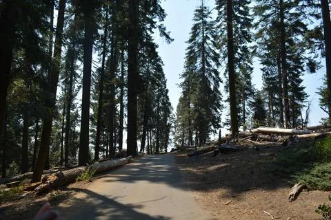 Winding Path Through Towering Trees in a Serene Forest Landscape Stock Photos