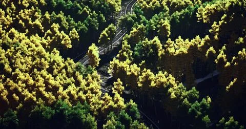 Winding path through vibrant autumn forest with golden and green foliage Stock Illustration