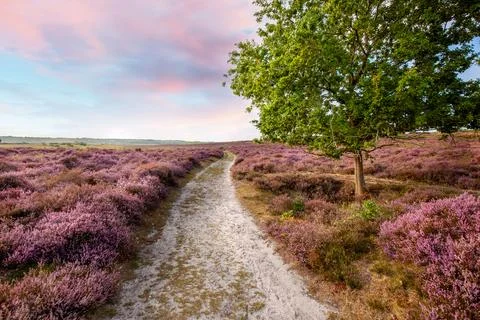 Winding path through wild purple heather in Norfolk Stock Photos