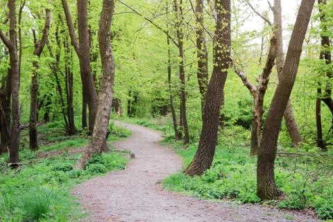 Winding Path to the Woods Stock Photos