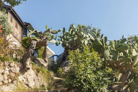 A winding pathway lined with vibrant cacti winds up a hillside. The sun shine Stock Photos