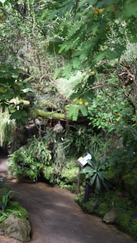 Winding pathway through dense tropical greenery and lush rainforest plants 動画素材 344788400