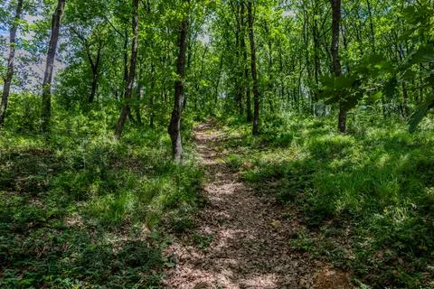Winding Pathway Through Lush Green Forest - Serene Nature Trail for Outdoor.. Stock Photos
