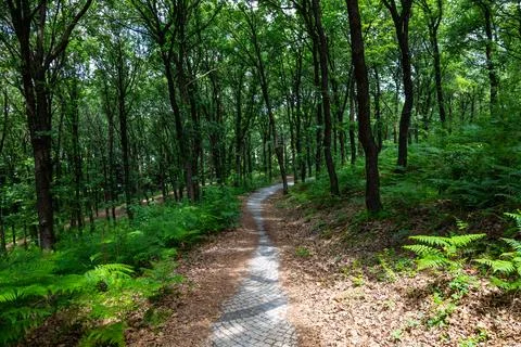 Winding Pathway Through Lush Green Forest - Serene Nature Trail for Outdoor.. Stock Photos