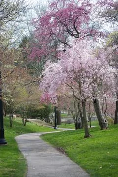 Winding Pathway Through Park with Cherry Blossom Trees Stock Photos