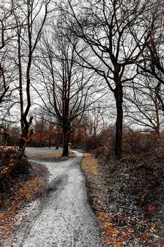 Winding pathway through a serene winter forest surrounded by bare trees and.. Stock Photos