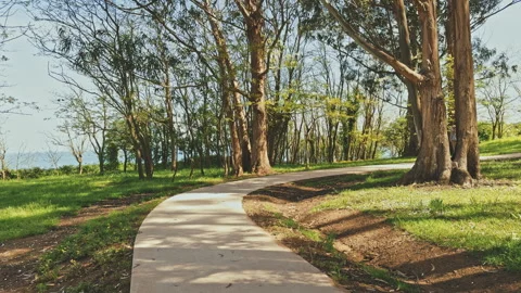 Winding Pathway Through Tranquil Forest Stock Footage 278042550