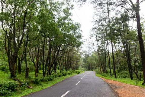 Winding paved road through a dense, lush green forest canopy Stock Photos