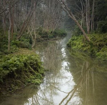 Winding river in the deep forest of Chitwan National Park in Shuraha, Nepal Stock Photos