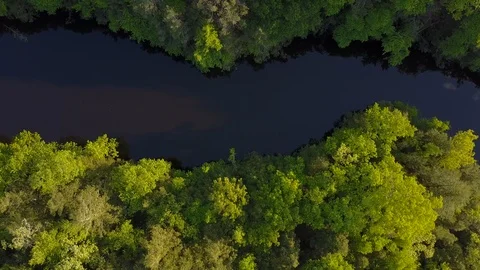 Winding River Flanked on Either Side by Vibrant Green Trees Stock Footage 90136394
