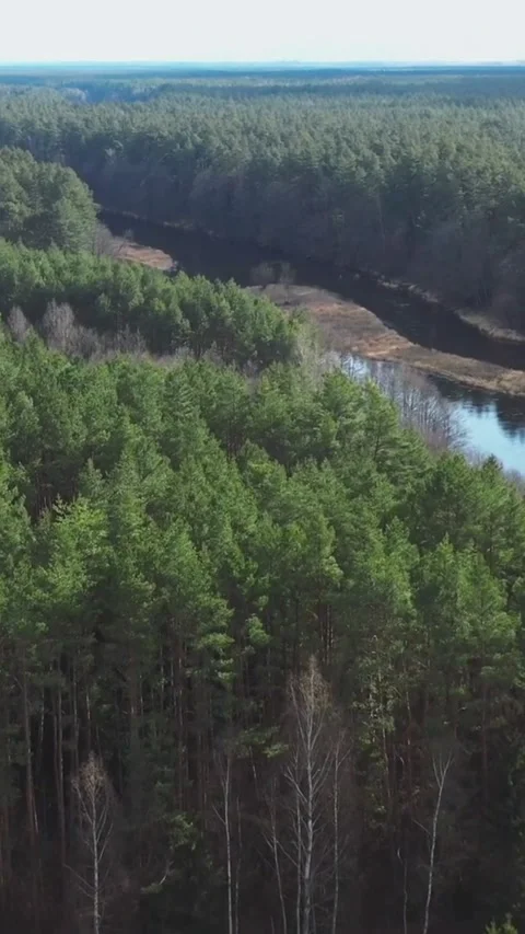 Winding river flows through green pine forest aerial view Stock Footage 334168649