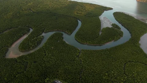 Winding river meander snaking through a thick, dense mangrove forest in a Stock Footage 328567483