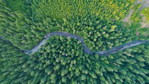 Winding River Running through a Pristine Cascade Mountain Pine Forest Stock Footage 123372043