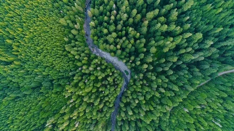 Winding River Running through a Pristine Cascade Mountain Pine Forest Video stock 123372232
