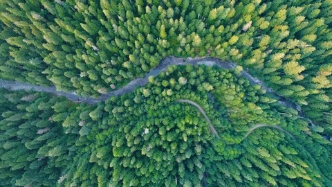 Winding River Running through a Pristine Cascade Mountain Pine Forest Stock Footage