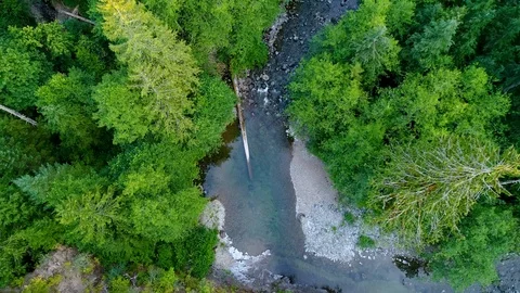 Winding River Running through a Pristine Cascade Mountain Pine Forest Stock Footage 123372360