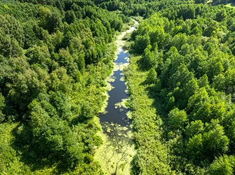 Winding river threads through green marshy forest terrain in Poland. Stock Photos