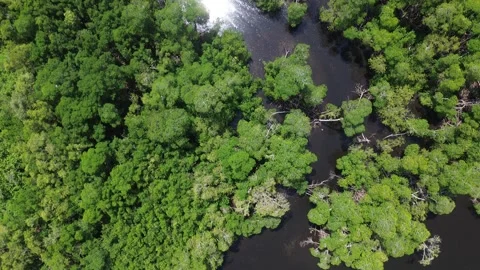 Winding River Through Mangrove Forest, Florida Aerial Drone Stock Footage 340522926