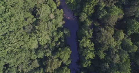 Winding river through trees Stock Footage 90736376