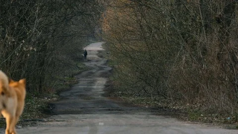 A winding road along which a man goes and a red dog runs after him.Chernobyl2017 Video stock 75242183