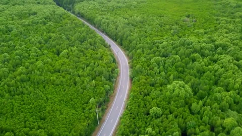 A winding road cuts through a dense green forest from an aerial perspective 動画素材 312391624