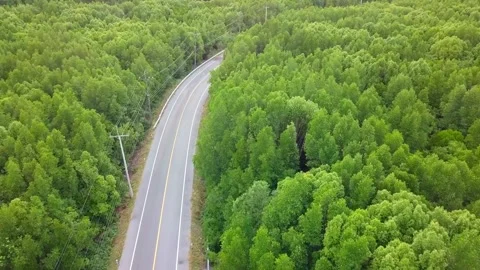 A winding road cuts through a dense green forest from an aerial view Stock-Footage 312392072